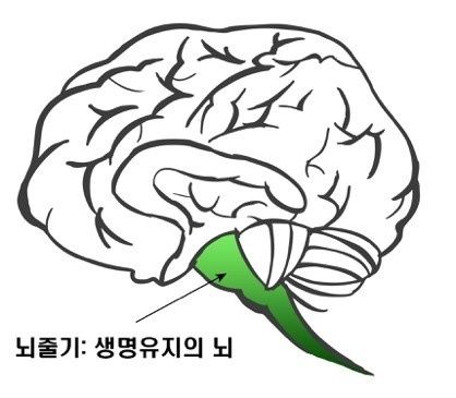 ▲ 뇌줄기(생명 유지의 뇌, 이미지 = 민경미)