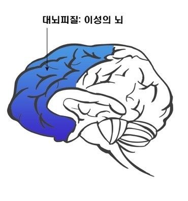 ▲ 내외피질(이성의 뇌, 이미지 = 민경미)