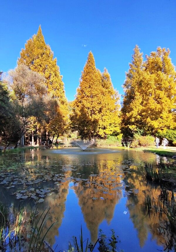 이국적인 낙강물길공원 메타세콰이아 나무들