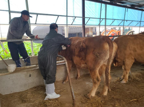 사진: 축산산림과 가축방역팀