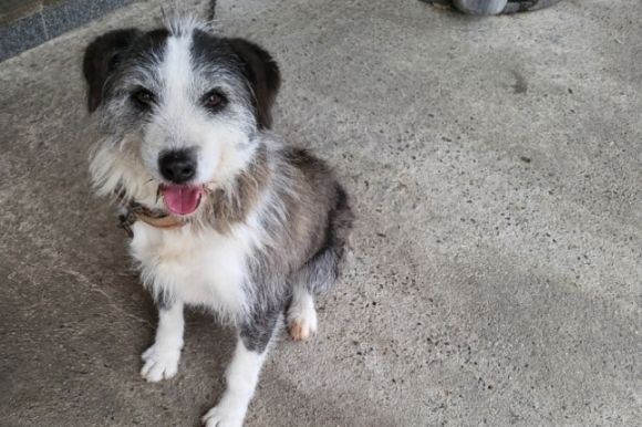 사진: 비글구조네트워크