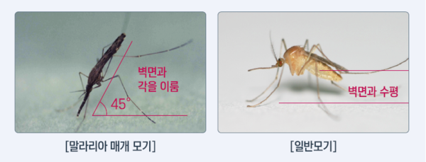 사진: 질병관리청