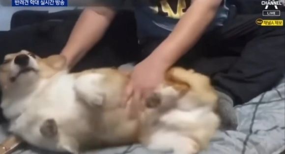 사진: 채널A 영상 캡처