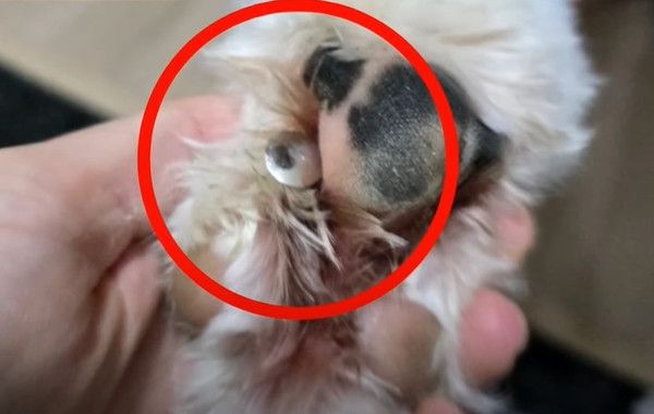 사진: JTBC '사건반장'