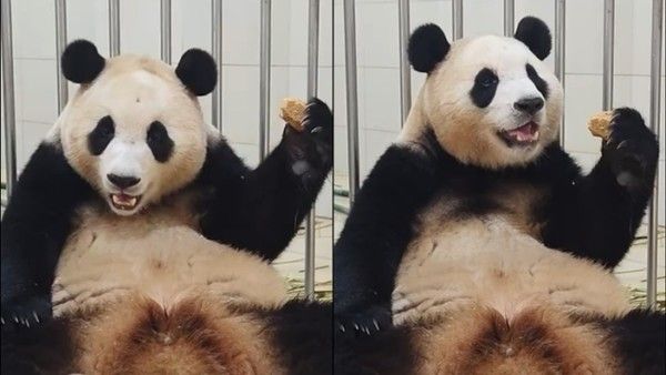 사진: 중국판다보호연구센터 웨이보 캡처