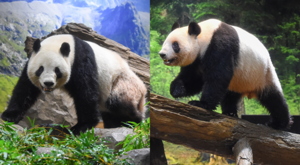 사진: 우에노 동물원