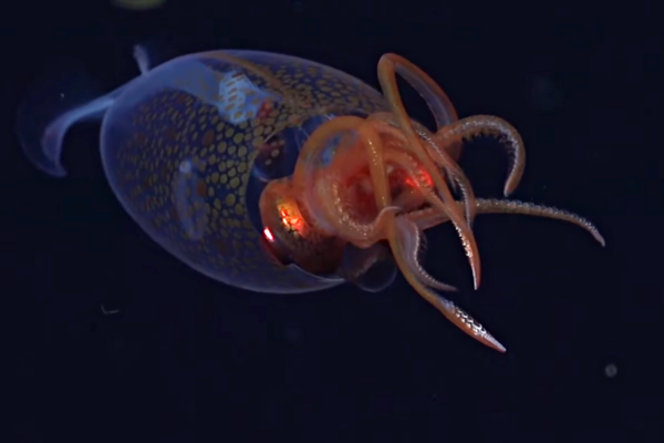 사진: 슈미트 오션 유튜브 캡처