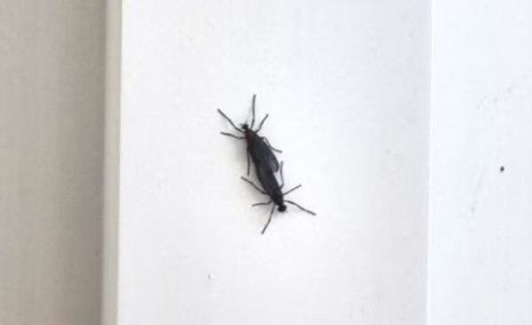 사진: 온라인커뮤니티