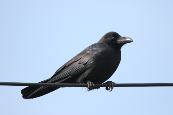 사진: 픽사베이