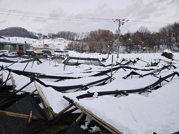 사진=폭설로 피해 입은 농가 (경기도 제공)