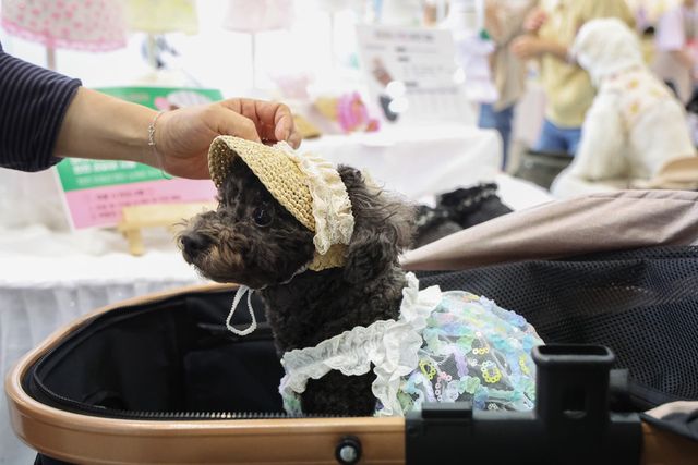 정부는 펫푸드·펫헬스케어·펫서비스·펫테크를 4대 주력 산업으로 선정하고&nbsp;맞춤형 육성전략을 추진한다. [사진=연합뉴스]