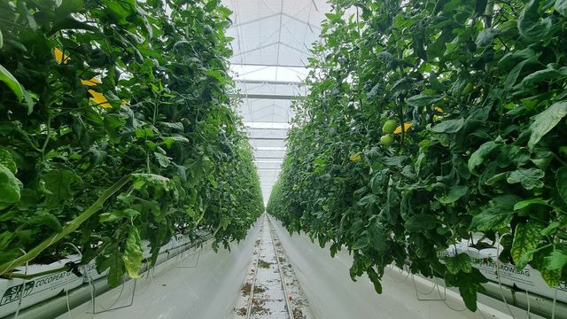 전라남도 고흥 스마트팜 혁신밸리에 조성된 실증단지. (사진 제공 = 전라남도)