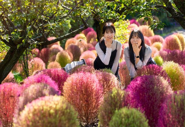 지난해 일반 공개 당시 황금빛으로 물든 에버랜드 은행나무숲에서 모델들이 기념사진을 촬영하고 있다.&nbsp;(삼성물산 제공)