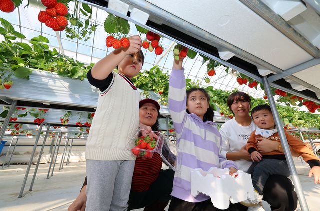 인천 남동구 한 딸기농장에서 어린이들이 딸기 수확 체험을 하고 있다.(사진=연합뉴스)