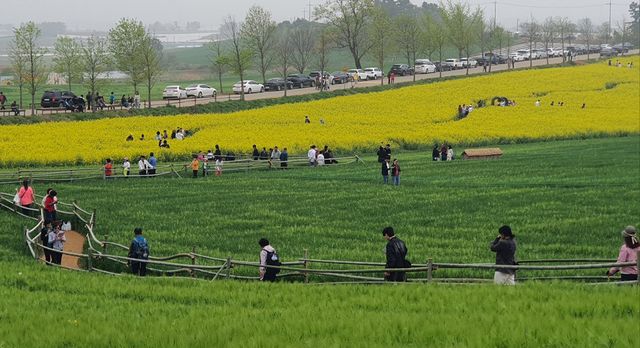 고창 청보리밭 걷는 관광객들. 관광객들이 청보리밭 축제가 펼쳐지는 전북 고창군 공음면 학원농장 청보리밭 일대를 걷고 있다. 학원농장 청보리밭은 넷플릭스 드라마 '폭싹 속았수다'의 촬영지다.(사진=연합뉴스)
