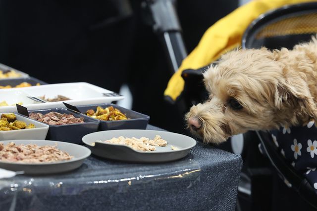 지난 3월 2일 서울 강서구 코엑스 마곡에서 열린 '2025 PET&MORE 서울 반려동물 박람회'를 찾은 한 참관객의 반려견이 간식을 쳐다보고 있다. (사진=연합뉴스)