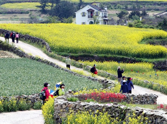 '반값여행' 신청 서두르세요...지역사랑상품권으로 50% 환급. 사진은&nbsp;다도해 해상국립공원 전남 완도군 청산도를 찾은 관광객들이 활짝 핀 유채꽃길을 걷고 있는 모습. (사진=연합뉴스)