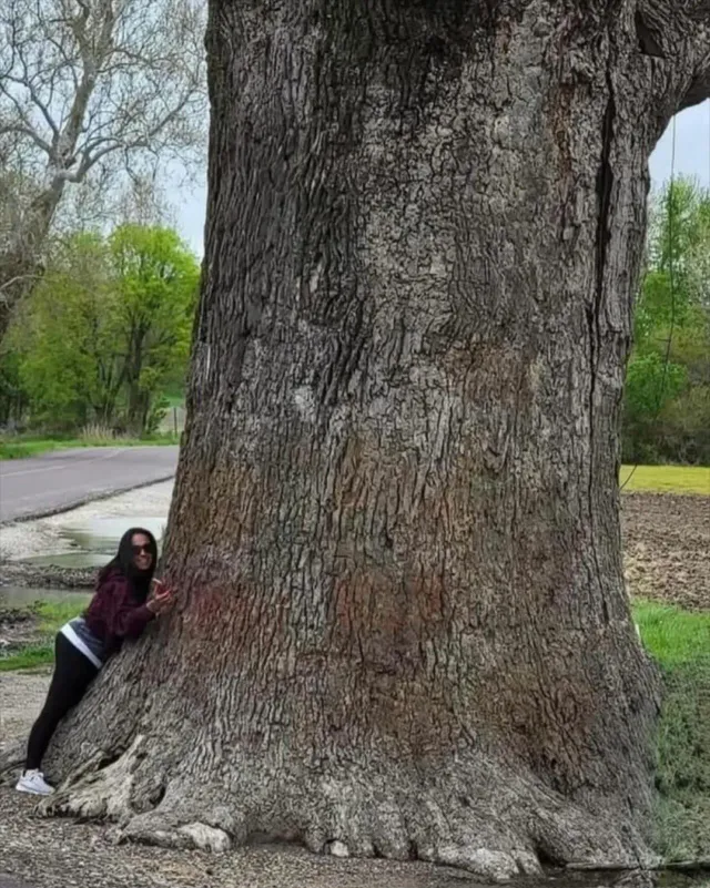 세계에서 제일 큰 오크 품종 
