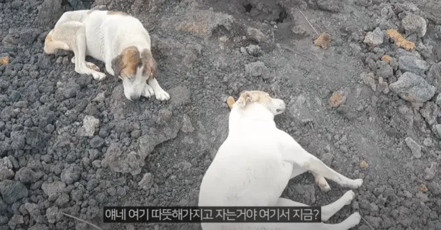 인간 따라 화산에 오른 강아지들