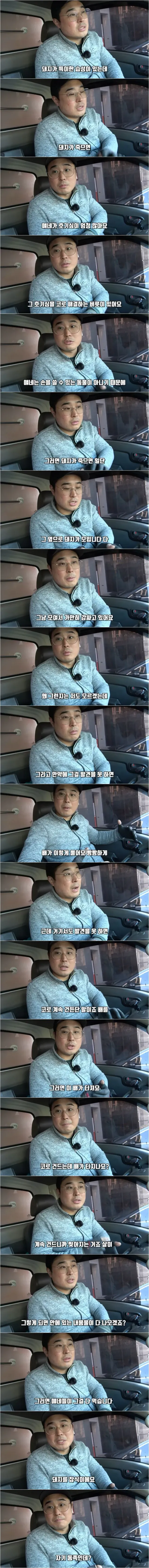 돼지 농장에서 종종 뼈다귀가 발견되는 이유