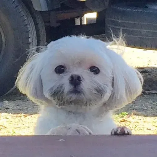 강아지별로 떠난 유튜버 재롱잔치의 재롱이 동생 담비 