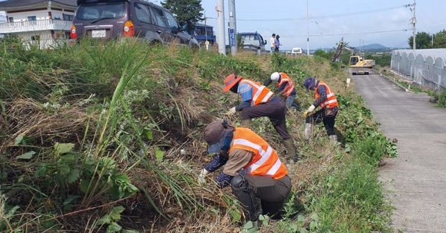 제주시, 주요도로변 덩굴류 집중 제거 나서
