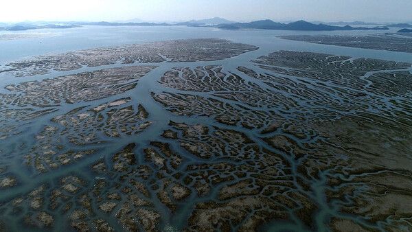 새만금개발이 파괴한 갯벌, '수라'...&nbsp; 서울국제환경영화제 대상작, 다큐 '수라'…한반도&nbsp; 마지막 남은 새만금 갯벌 7년 기록, '수라'/ 다큐 캡처