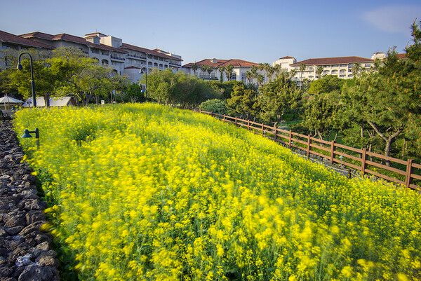 [사진=제주신라호텔]