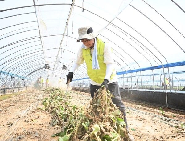 [사진=NH농협손해보험(대표이사 송춘수)은 지난&nbsp;23일 집중호우로 큰 피해를 입은 충남 예산군을 찾아 수해복구 일손돕기를 실시했다고&nbsp;24일 밝혔다.&nbsp;송춘수 대표이사가 침수 농작물 폐기 작업을 하고 있다. (NH농협손해보험 제공)