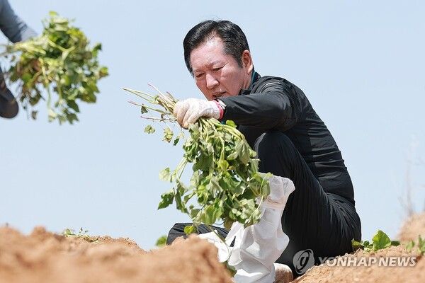 더불어민주당 정청래 대표가 21일 경남 통영시 욕지도 고구마 재배 현장을 찾아 고구마 순을 심고 있다. 2026.4.21 [사진=연합뉴스]