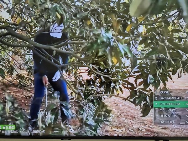 숲속에 볼이 들어간 스코티 셰플러의 트러블 샷. 사진=SBS골프 TV