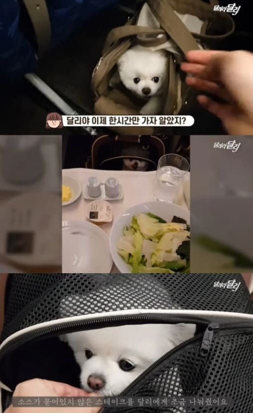 유튜브 '달려라 달리'