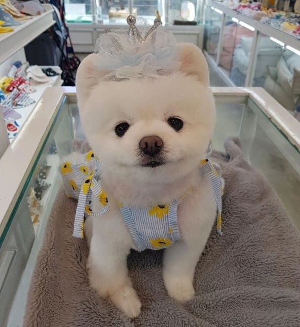 '달려라 달리' 견주 인스타그램