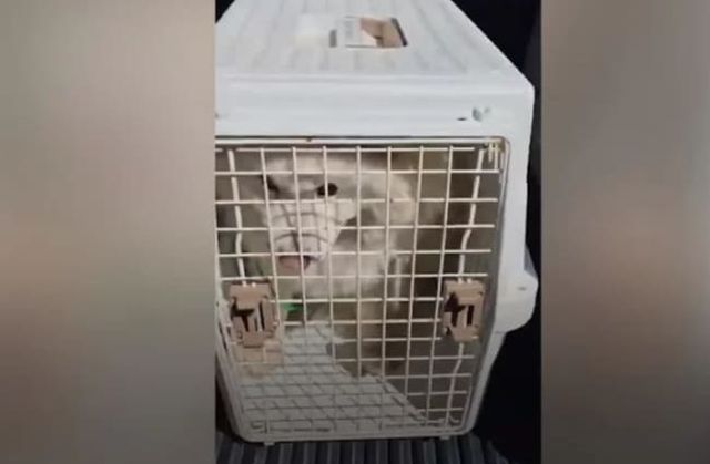 구조자&nbsp;김강언씨&nbsp;인스타그램(@gangeon)&nbsp;캡처