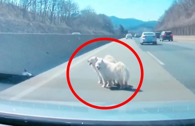 10일&nbsp;서해안고속도로&nbsp;1차로에&nbsp;버려진&nbsp;듯&nbsp;서있는&nbsp;사모예드종&nbsp;개&nbsp;두&nbsp;마리.&nbsp;구조자&nbsp;김강언씨&nbsp;인스타그램(@gangeon)&nbsp;캡처