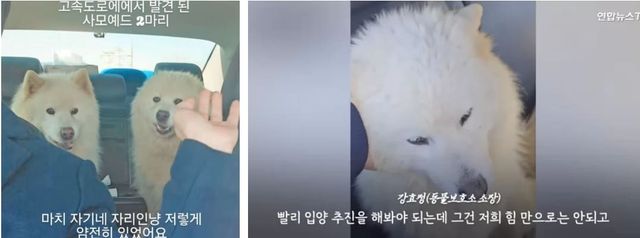 10일&nbsp;서해안고속도로&nbsp;1차로에&nbsp;버려진&nbsp;듯&nbsp;서있는&nbsp;사모예드종&nbsp;개&nbsp;두&nbsp;마리.&nbsp;구조자&nbsp;김강언씨&nbsp;인스타그램(@gangeon)&nbsp;캡처