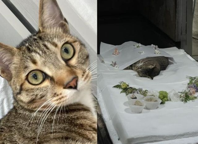 둥물보호단체 라이프