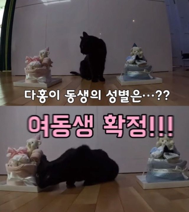 유튜브 채널 ‘행복해다홍’