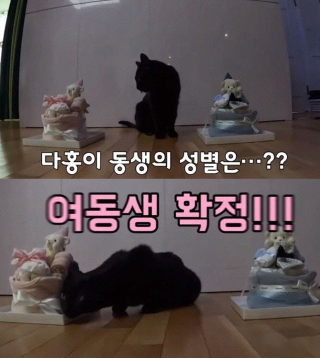 유튜브 채널 ‘행복해다홍’