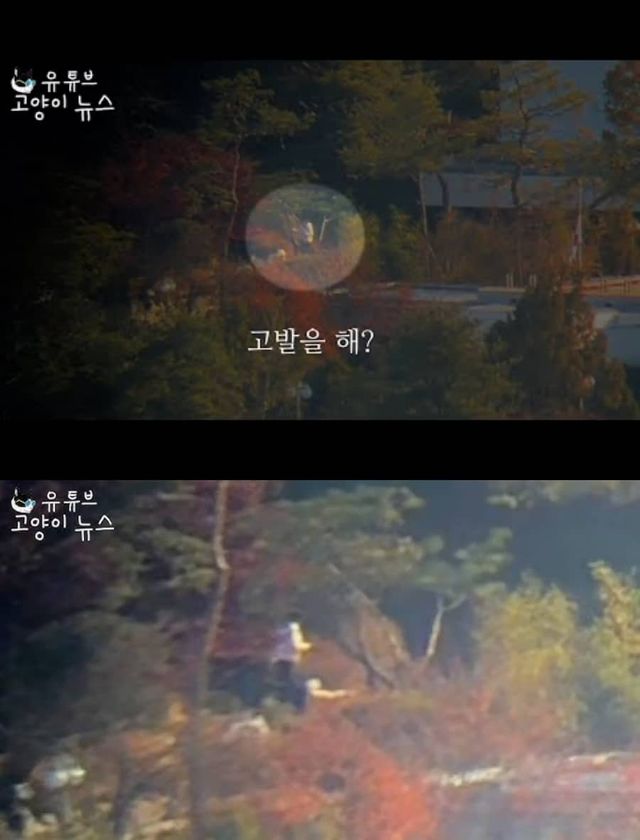 유튜브 채널 '고양이 뉴스'