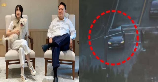 유튜브 채널 '고양이뉴스'