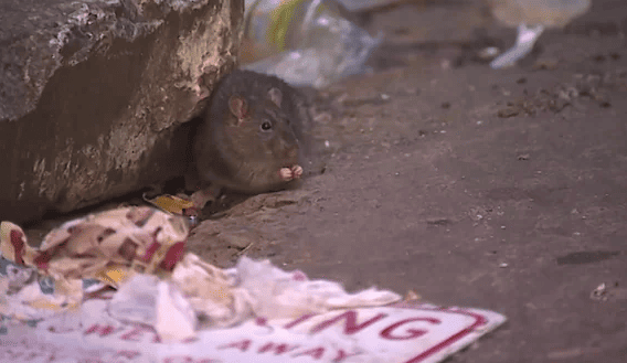 온라인 커뮤니티