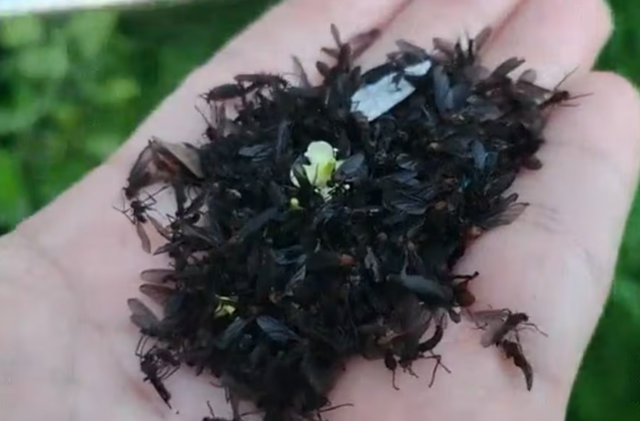 인터넷 커뮤니티