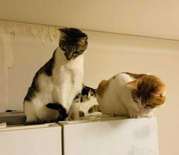 온라인 커뮤니티