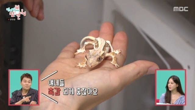 MBC&nbsp; '전지적 참견 시점'