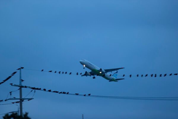 새들이 앉아있는 전신주의 전선 너머로 항공기가 날아가는 모습. 사진=이미지투데이