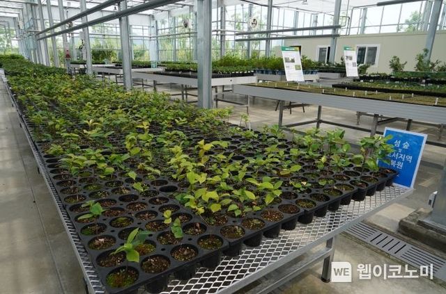 국립세종수목원 자생식물 종자 공급센터에서 섬숲 및 도서지역 복원을 위한 자생식물을 키우고 있다.