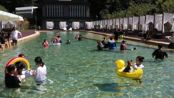 강아지숲 반려견 동반 수영장 '네이처풀'. /사진=더존ICT