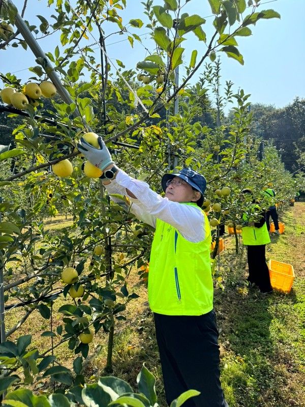 농협은행 경영지원부문 주영준 부행장과 임직원들이 농촌 일손 돕기 활동을 펼치고 있다. /사진=NH농협은행