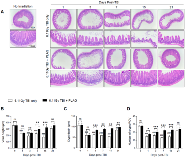 EC-18의 위장관 조직 재생 효능에 대한 Radiation Research 연구논문 내용 /사진= 엔지켐생명과학